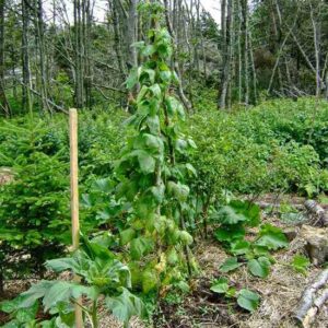 Starting a Permaculture Garden Image